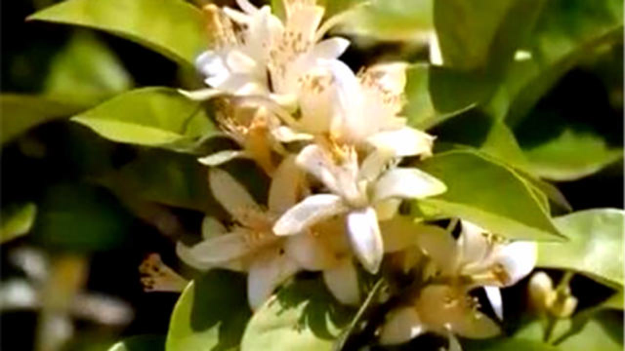 橙花壁纸,橙花手绘(第5页)_大山谷图库