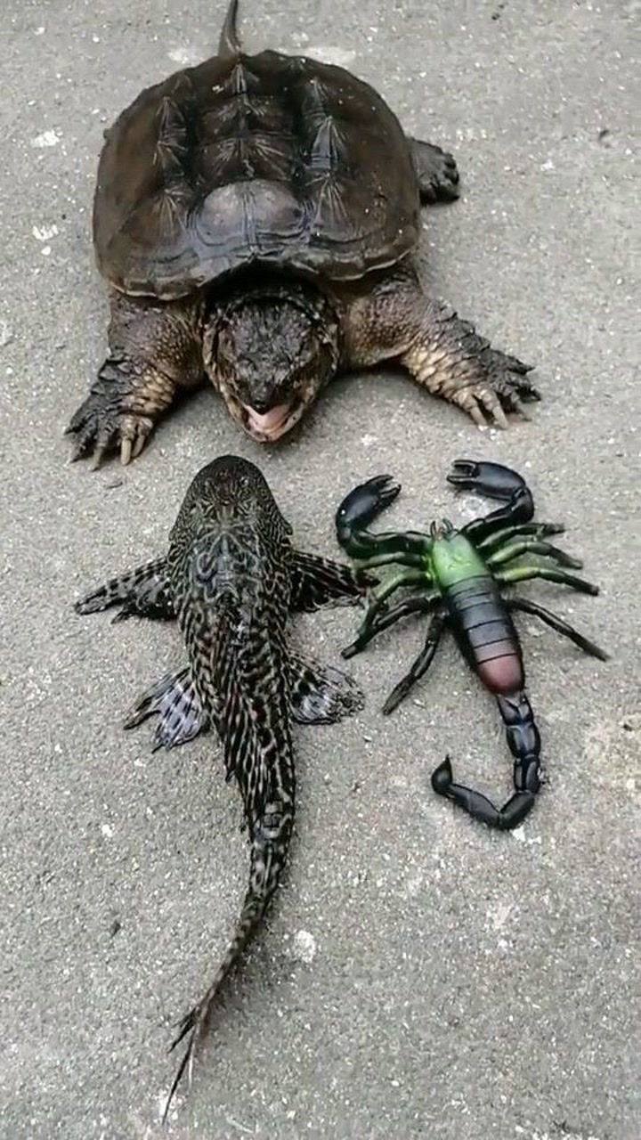 王八咬清道夫,硌牙