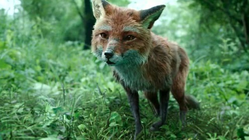 赤狐书生 腾讯视频