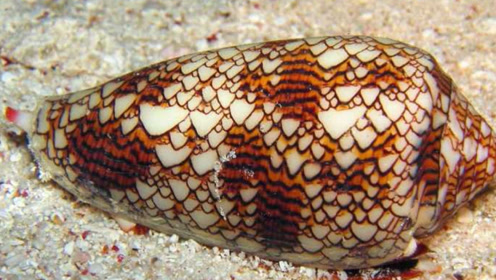 鸡心螺太狡猾,伪装成美丽的贝壳,乘游客不备蛰了一下