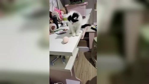 猫咪好奇 腾讯视频