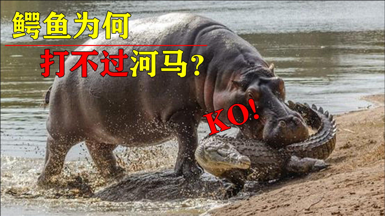 河马 动物 搜狗百科