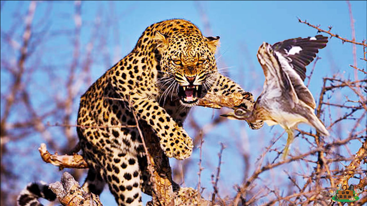 花豹捕食水石鸻幼崽,不料却被幼崽成功逃脱,结果花豹在岸边懵了