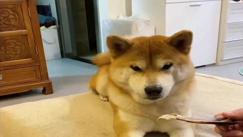 柴犬和风心 腾讯视频