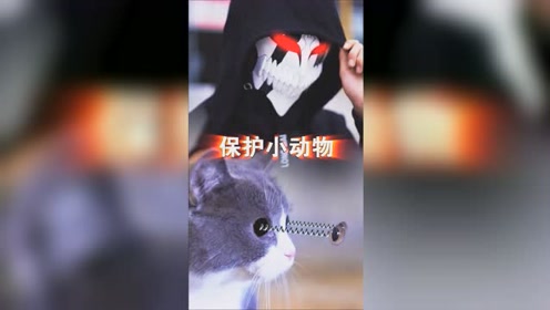 虐待小猫 腾讯视频