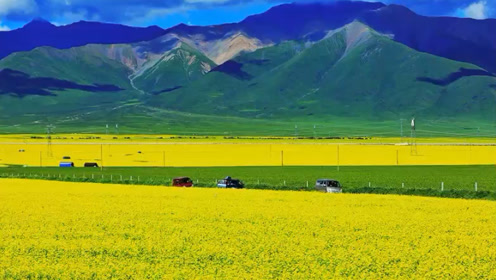 黄金草原 腾讯视频