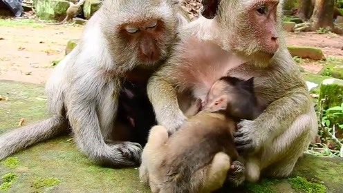 小皮猴喝奶都那么闹腾,小心猴妈怒了挨一顿教训!