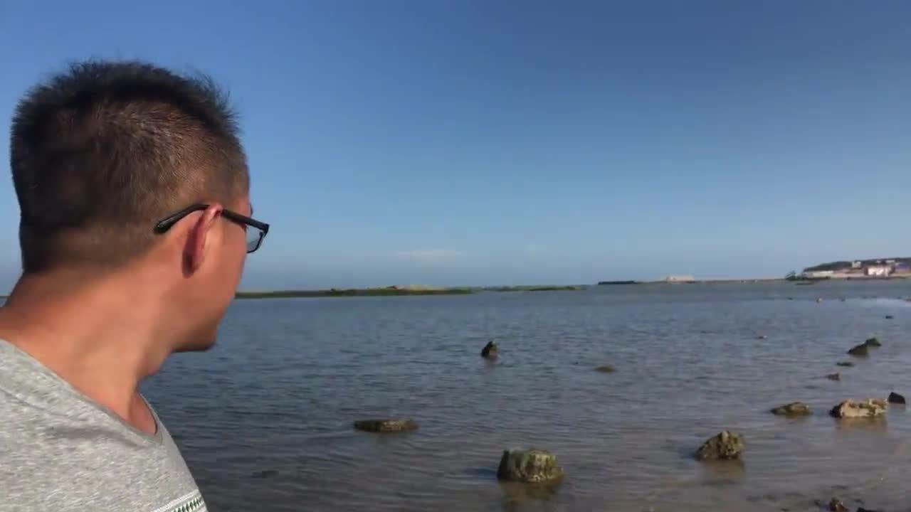 海螺"多的快泛滥了"二哥赶海发现都是一窝窝的,多到数不清了