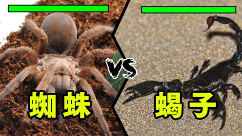 蜘蛛vs蝎子,大战一触即发,究竟谁才是王者?