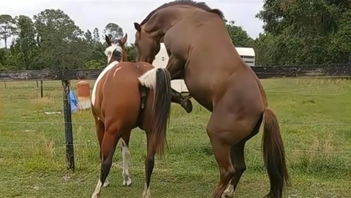 自从给公马配了匹母马后,公马完全变了样,马主人都看不下去了