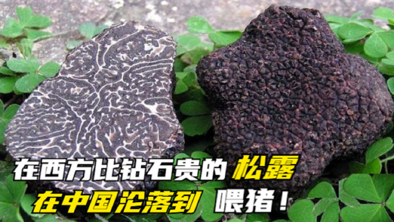 松露(西洋松露科西洋松露属植物)_搜狗百科