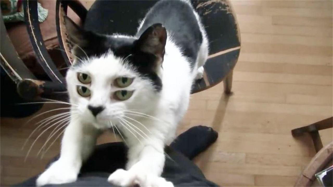 4只眼睛的猫咪,被认为是不祥之物,被抛弃的它幸亏遇到了好心人