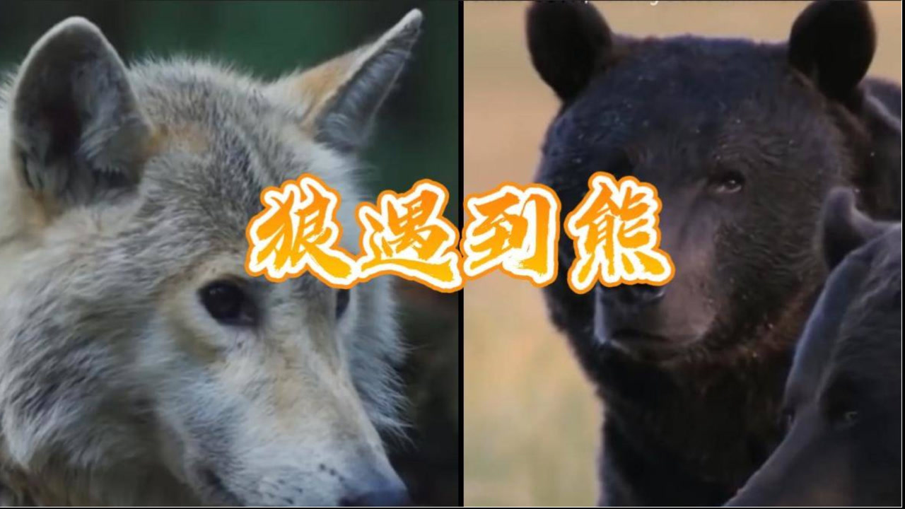 冤家对头,狼和熊遇上,谁更凶猛?