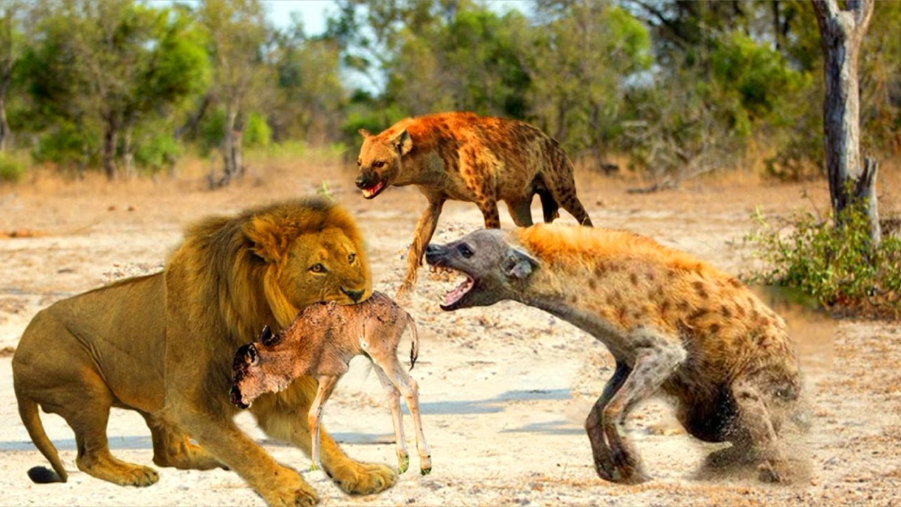 老狮王对战强大的鬣狗军团,狮子在气势上卯足劲,谁会是最后赢家