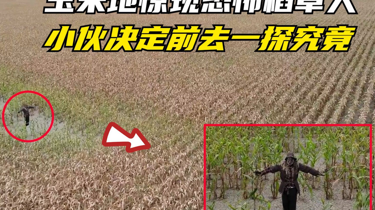 神秘玉米地惊现恐怖稻草人,小伙决定前去一探神秘,不料生死未卜