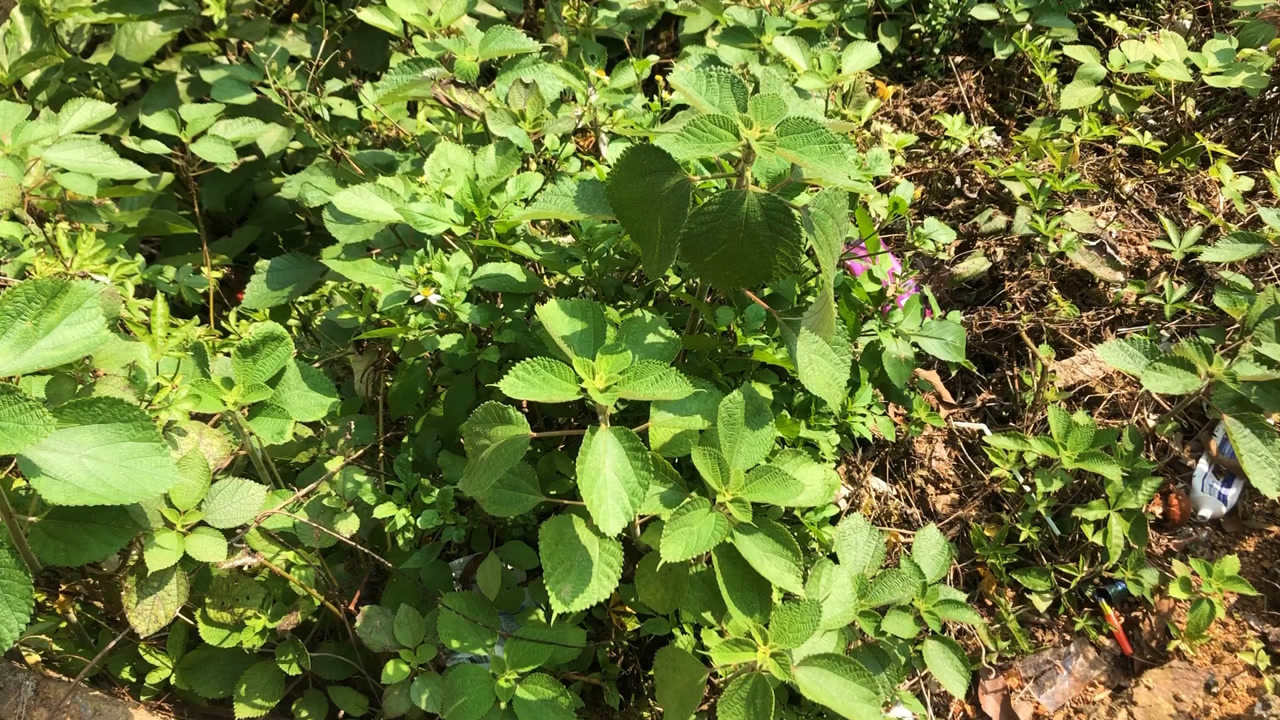 苎麻(荨麻科苎麻属植物)_搜狗百科