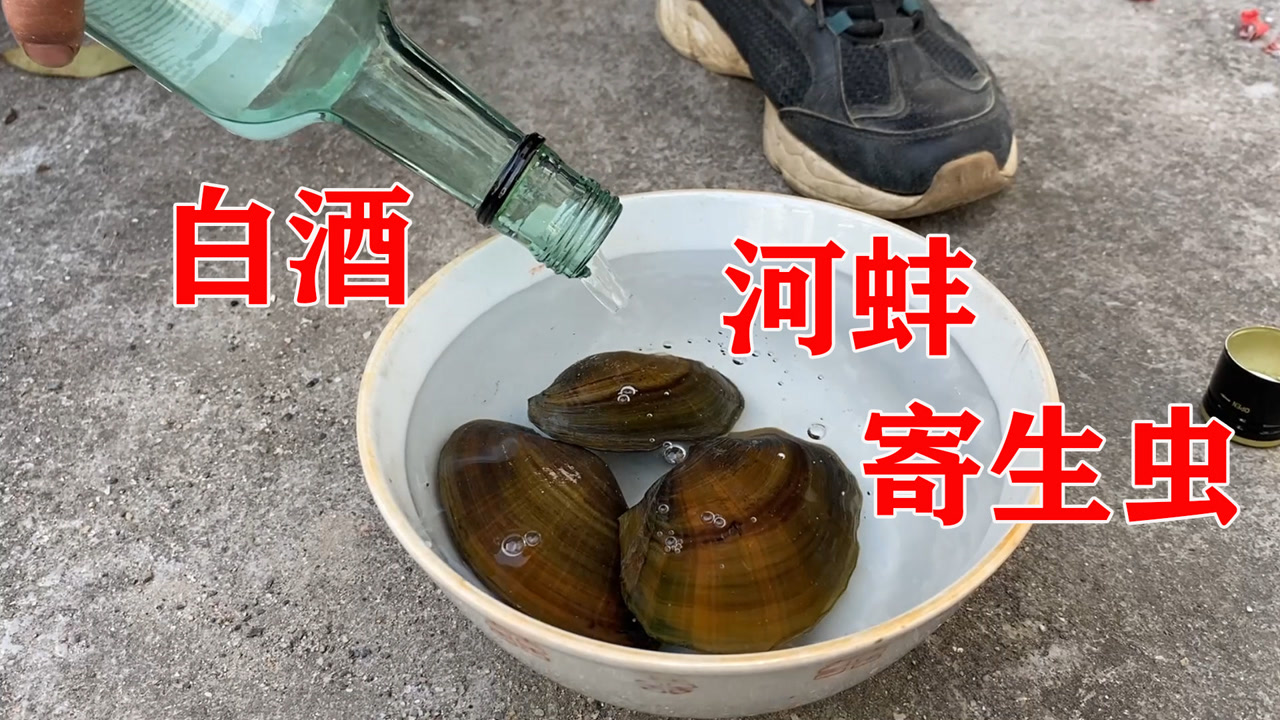 朝河蚌身上倒入高度白酒,寄生虫会自动跑出来?想想都后怕