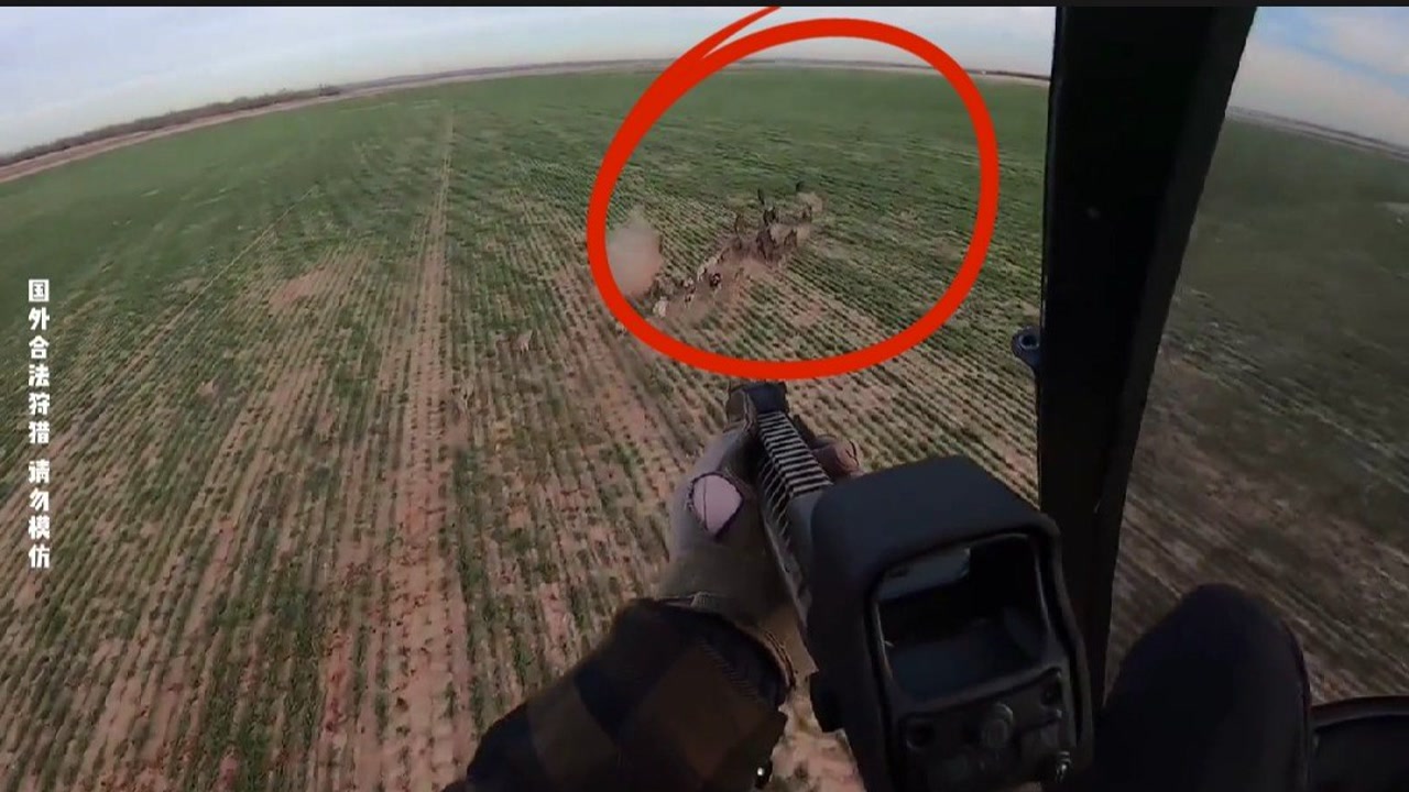 国外野猪泛滥成灾,猎人直接雇佣直升机狩猎野猪,过程真是太刺激