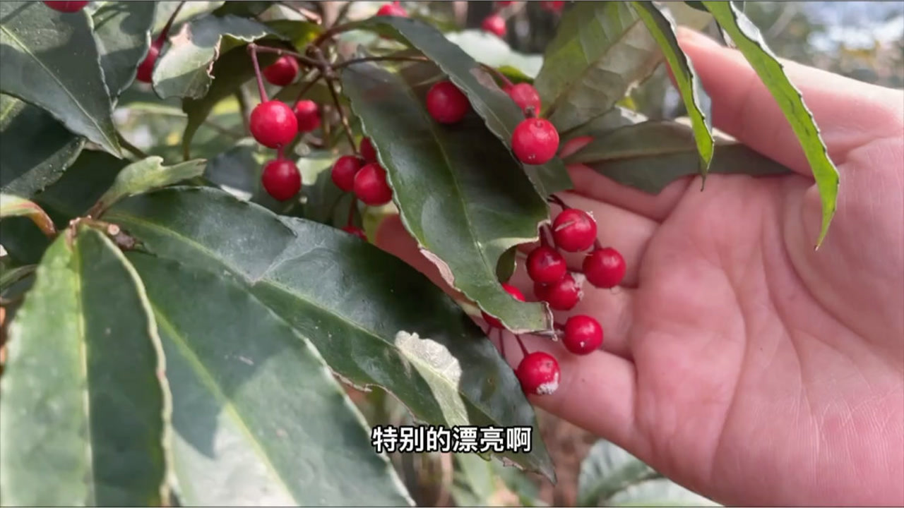 这种植物叫"黄金万两",有钱人很喜欢挖来做盆景,拍给大家看看