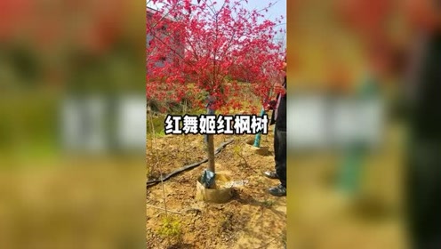 红舞姬红枫树庭院花园风景树红枫红枫树红舞姬红枫日本红舞姬