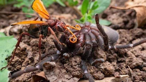 沙漠蛛蜂捕食狼蛛,体型大好几倍的狼蛛竟毫无还手之力