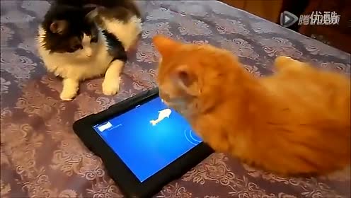 超级爆笑猫 腾讯视频