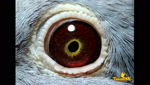 顶级种鸽眼睛欣赏
