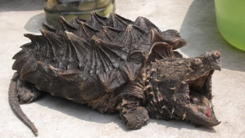 奇趣:鳄龟大战食人鱼吊打无压力!