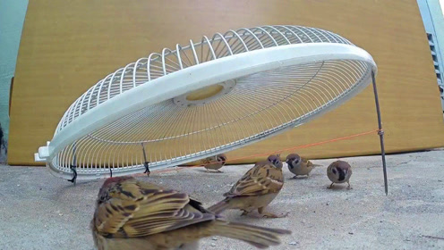 小时候都做过的一种捕麻雀陷阱,你是否记忆犹新