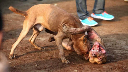 实拍地下斗犬比赛,狗狗被当场咬死,好可怜!
