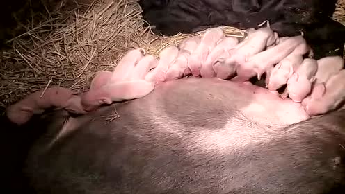 17只小猪吃奶简直吃到忘我的地步了,猪妈妈感觉身体被掏空