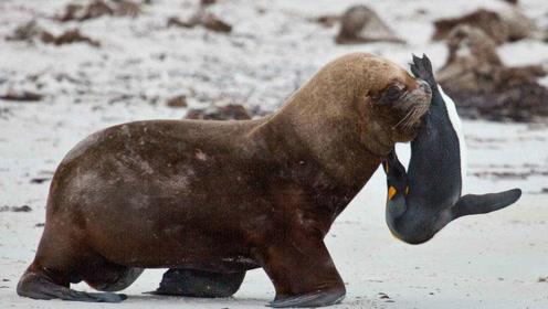 海狮在陆地用策略追捕企鹅