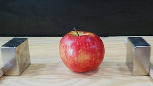实验:两块磁铁相吸能把苹果夹扁吗?脑洞大开的实验!