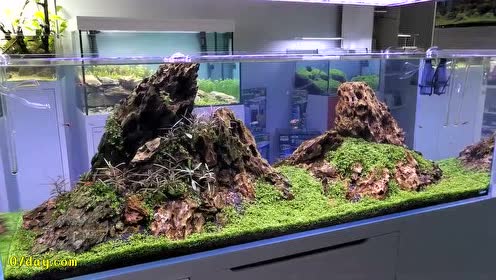 Ada水草缸 腾讯视频