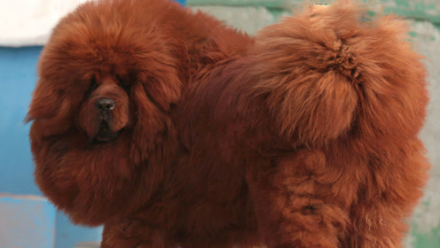 最大藏獒王纯种藏獒王 天价藏獒赤古獒王