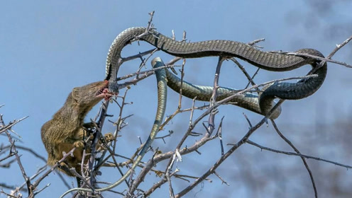 蛇獴与眼镜蛇和狮子大战,一战成名,让他在非洲跟蜜獾平起平坐