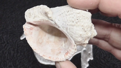 将1000度的铝水倒入海螺中,会得到什么?