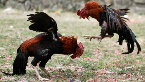 实拍:最强战斗鸡激烈大战!公鸡vs火鸡,强强对决?