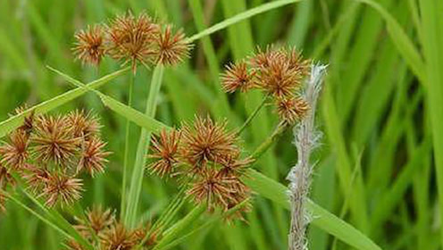 农村的"刺头草"讨人嫌,在专家眼里是中药,专治女性疾病!