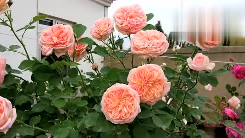 藤本月季炼金术士树状月季开花效果不错啊