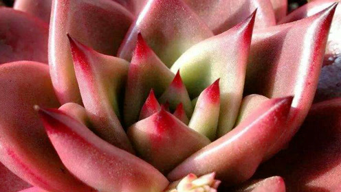 罗密欧的养殖方法