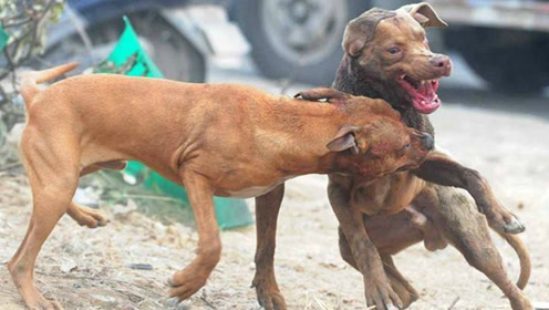 比特犬打架,斗狗中的战斗神犬——比特犬