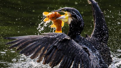 这种鸟绰号乌鬼,家里养一只天天有鱼吃,后因捕鱼太狠被国家禁止