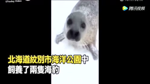 可爱的海豹 腾讯视频