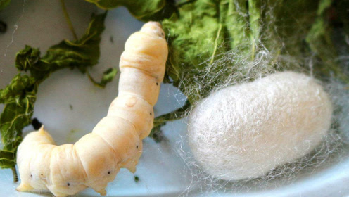 蚕丝是如何制作的,实拍蚕宝宝从吐丝结茧,再到人工抽丝全过程