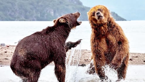 北极熊vs棕熊图片