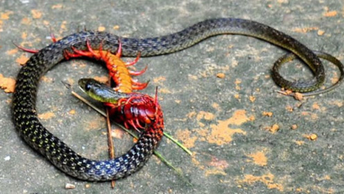 五毒之间拼命争斗,蛇和蜈蚣谁能更胜一筹,答案你一定意想不到!