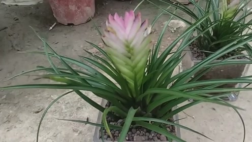 铁兰 腾讯视频