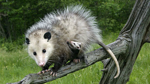 负鼠妈妈真辛苦,天天背着一群孩子活动