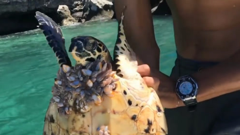藤壶寄生 腾讯视频